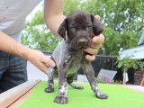 Chiots Braques Allemands LOSH