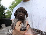 Chiots Braques Allemands LOSH