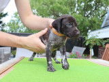 Chiots Braques Allemands LOSH