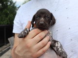 Chiots Braques Allemands LOSH