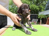Chiots Braques Allemands LOSH