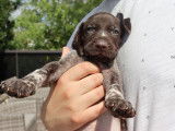 Chiots Braques Allemands LOSH