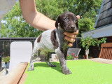 Chiots Braques Allemands LOSH