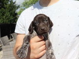 Chiots Braques Allemands LOSH