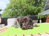 Chiots Braques Allemands LOSH