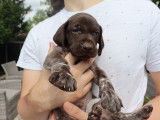 Chiots Braques Allemands LOSH