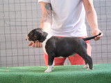 Chiot de race Bull Terrier mâle à vendre