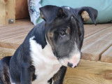 Chiot de race Bull Terrier mâle à vendre