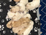 11 chiots Golden Retriever LOF n&eacute;s en avril 2022 en attente d&rsquo;adoption