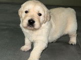 11 chiots Golden Retriever LOF n&eacute;s en avril 2022 en attente d&rsquo;adoption