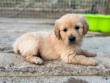 11 chiots Golden Retriever LOF n&eacute;s en avril 2022 en attente d&rsquo;adoption