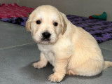 11 chiots Golden Retriever LOF n&eacute;s en avril 2022 en attente d&rsquo;adoption