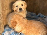 11 chiots Golden Retriever LOF n&eacute;s en avril 2022 en attente d&rsquo;adoption