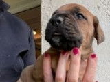 À réserver des chiots Cane Corso LOF