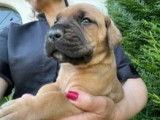 À réserver des chiots Cane Corso LOF