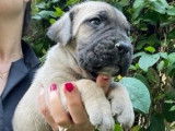 À réserver des chiots Cane Corso LOF