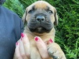 À réserver des chiots Cane Corso LOF