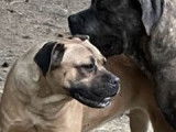 À réserver des chiots Cane Corso LOF