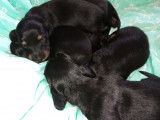 3 chiots Teckels non LOF au pelage noir et feu à réserver