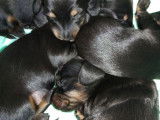 3 chiots Teckels non LOF au pelage noir et feu à réserver