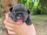 5 chiots Bouledogues Français non LOF à réserver