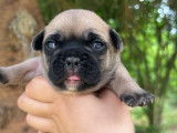 5 chiots Bouledogues Français non LOF à réserver