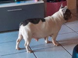 1 chienne Bouledogue Français merle tan trindle non LOF de 3 ans et demi à céder