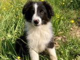Disponible un chiot mâle Berger Australien croisé Border Collie noir et blanc non LOF