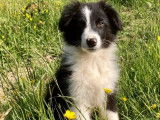 Disponible un chiot mâle Berger Australien croisé Border Collie noir et blanc non LOF