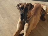 De race Dogue Allemand disponible pour saillie