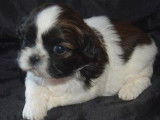 6 chiots Shih Tzu LOF à réserver