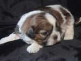 6 chiots Shih Tzu LOF à réserver