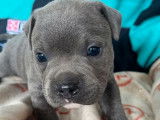 À réserver : 3 chiots Staffordshire Bull Terrier mâles bleu LOF