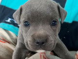 À réserver : 3 chiots Staffordshire Bull Terrier mâles bleu LOF