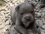 À réserver : 3 chiots Staffordshire Bull Terrier mâles bleu LOF
