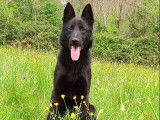Vente d&rsquo;un chiot Berger Allemand m&acirc;le noir LOF