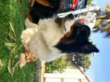 Berger Australien de 3 ans pour saillie