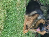 Berger Allemand disponible pour saillie
