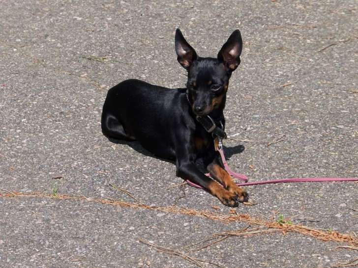 Chien adulte de type Pinscher Nain à vendre