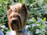 De race Bichon Yorkie disponible pour saillie