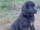 Chiot terre neuve disponible