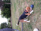 Beagle disponible pour saillie