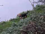 Beagle disponible pour saillie