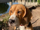 Beagle disponible pour saillie