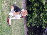 Beagle disponible pour saillie