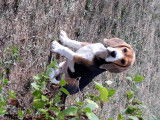 Beagle disponible pour saillie