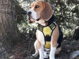 Beagle disponible pour saillie