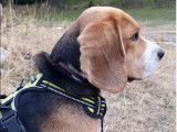 Beagle disponible pour saillie