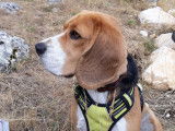 Beagle disponible pour saillie