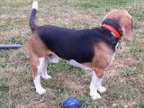 Beagle disponible pour saillie